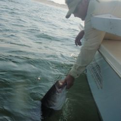 barnegat light fishing 10 20200411