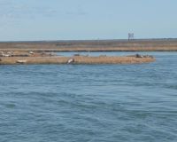 barnegat light fishing 121 20200411