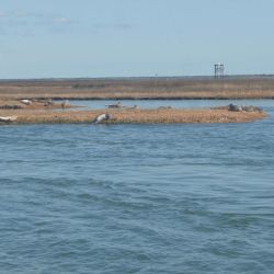 barnegat light fishing 121 20200411