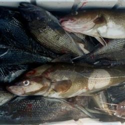 barnegat light fishing 127 20200411