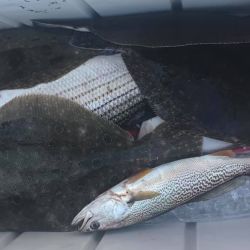 barnegat light fishing 7 20200411