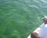 barnegat light fishing 92 20200411